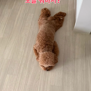 펫플루언서 이미지