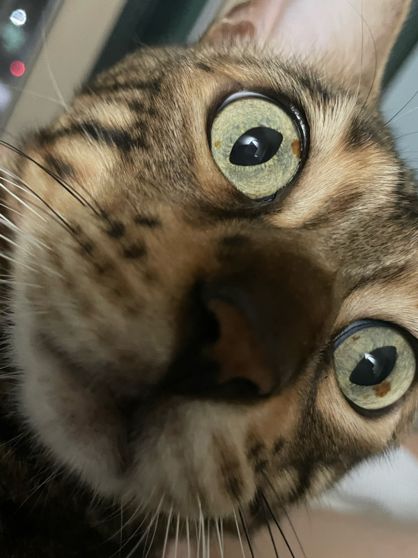 7203563e4a65a3554c538442e4276d53_1751013910_2479.jpeg