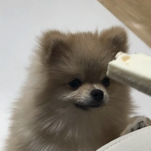 펫플루언서 이미지