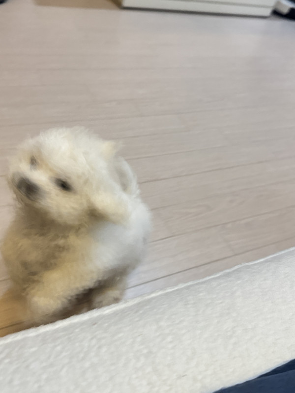7692e90182ec8b19e9a625f90ba1a4c0_1750064244_5179.jpeg