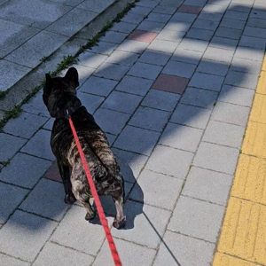 펫플루언서 이미지