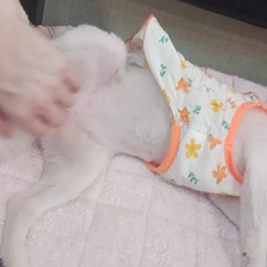펫플루언서 이미지