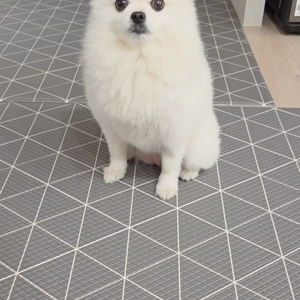 펫플루언서 이미지