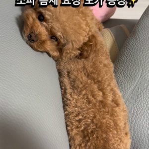 펫플루언서 이미지