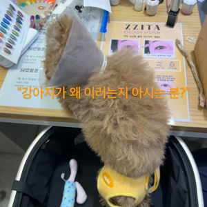 펫플루언서 이미지
