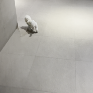 펫플루언서 이미지