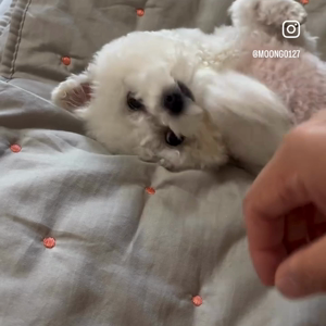 펫플루언서 이미지