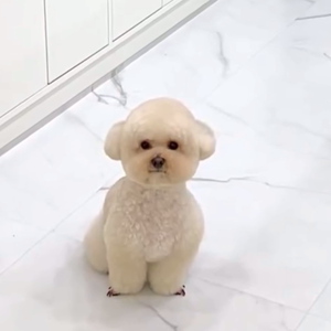 펫플루언서 이미지