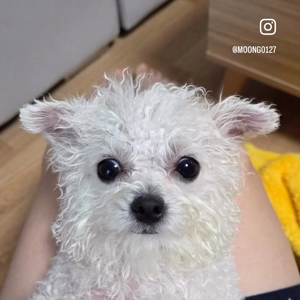 펫플루언서 이미지