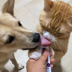 14 강아지 고양이 혀 크기 차이.jpg