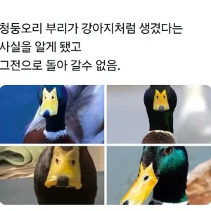 강아지의 저주