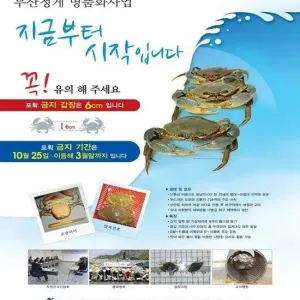 외래종 톱날꽃게 근황