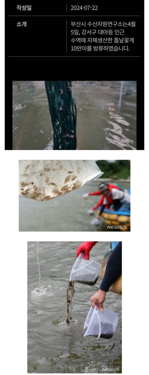 외래종 톱날꽃게 근황