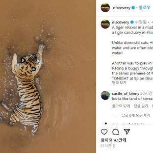 1 디스커버리가 올린 호랑이 사진 억빠라고 생각했는데 진짜였네.png.jpg
