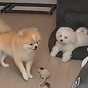 펫플루언서 이미지
