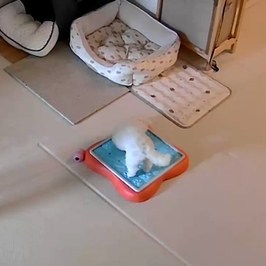 펫플루언서 이미지