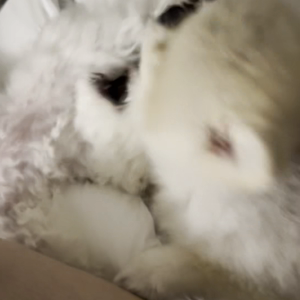 펫플루언서 이미지