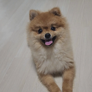 펫플루언서 이미지