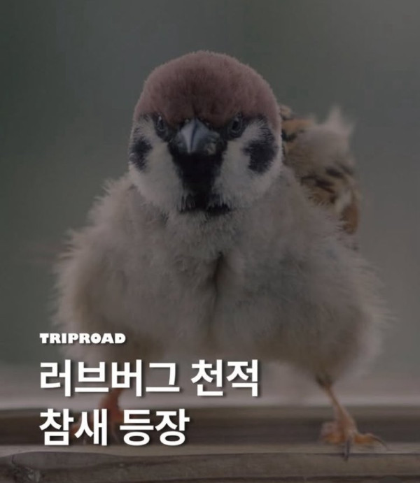 98e29de57340a989cbb1385ad1459d4a_1751645726_3459.jpeg