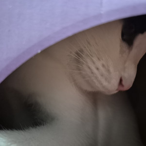 MVPET 당선 이미지