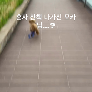 펫플루언서 이미지