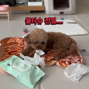 펫플루언서 이미지