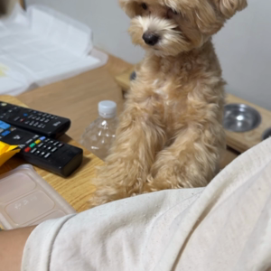 펫플루언서 이미지
