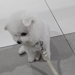펫플루언서 이미지