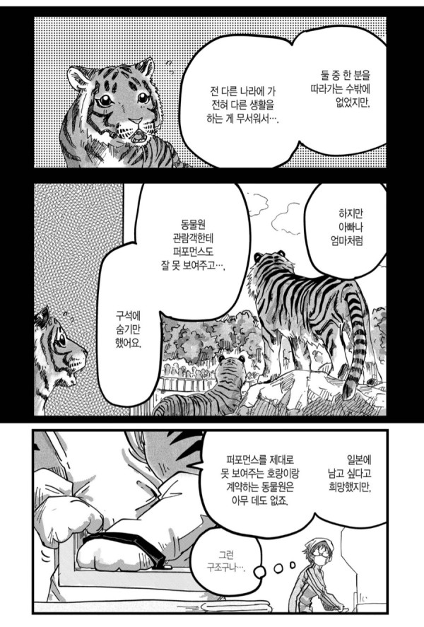 일본에서 태어난 암컷호랑이.manhwa_3.png