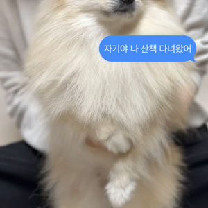 펫플루언서 이미지