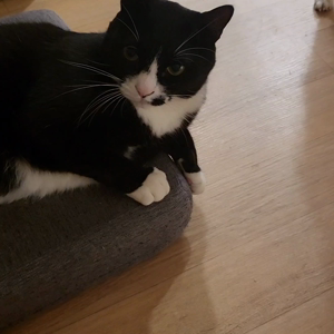 펫플루언서 이미지