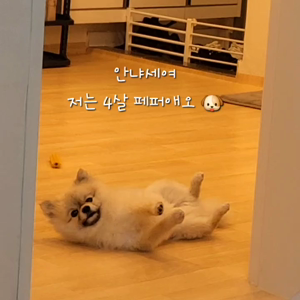 펫플루언서 이미지