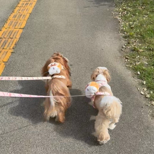 펫플루언서 이미지