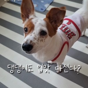 펫플루언서 이미지