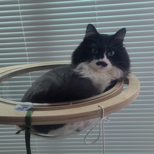 펫플루언서 이미지