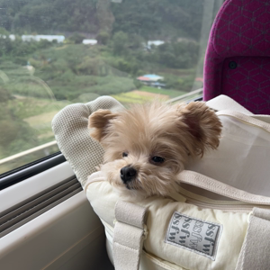 펫플루언서 이미지