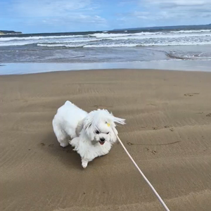 펫플루언서 이미지