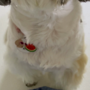 펫플루언서 이미지