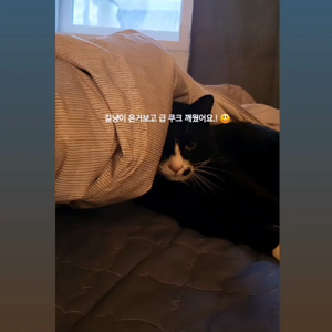 펫플루언서 이미지