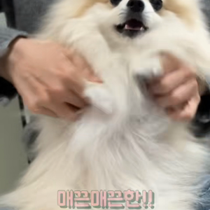 펫플루언서 이미지