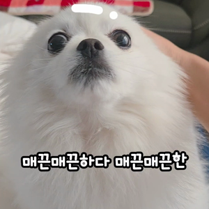 펫플루언서 이미지