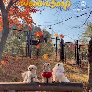 펫플루언서 이미지