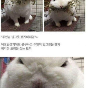 18 집사에게 밥그릇을 빼앗기자 험상궂은 표정을 짓는 토끼.jpg