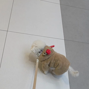 펫플루언서 이미지