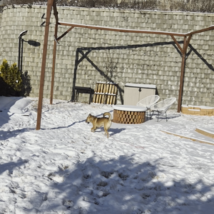 펫플루언서 이미지