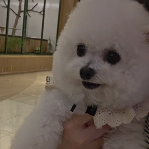 펫플루언서 이미지