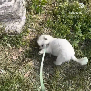 펫플루언서 이미지