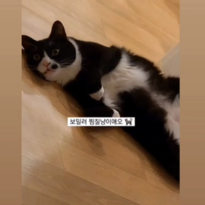 펫플루언서 이미지