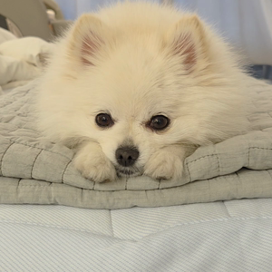 펫플루언서 이미지