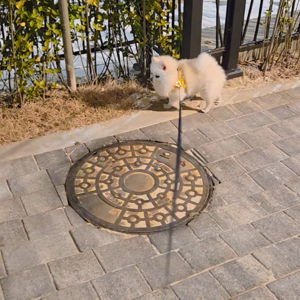 펫플루언서 이미지